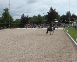 dressage horse Chaming Prince (Oldenburg, 2011, from Charmeur)