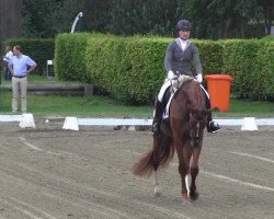 dressage horse Valerio 19 (Westphalian, 2011, from Vitalis)