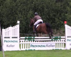 Springpferd Cascabel 5 (Hannoveraner, 2009, von Comte)