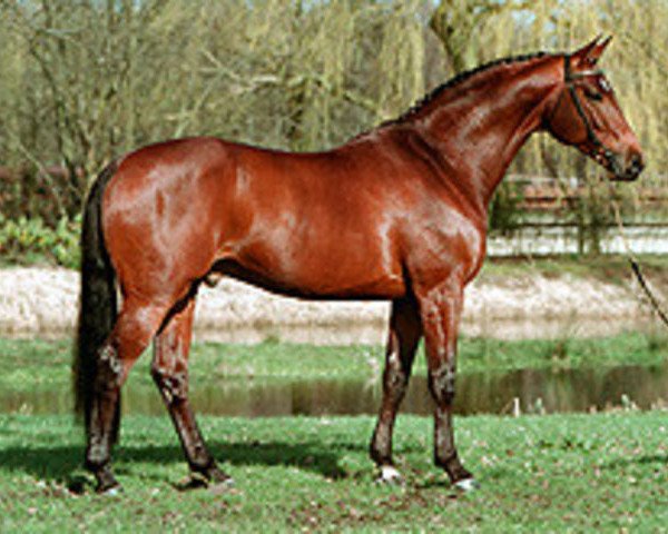 Deckhengst Mantovani (Koninklijk Warmbloed Paardenstamboek Nederland (KWPN), 1994, von Quattro B)