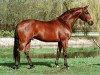 stallion Mantovani (KWPN (Royal Dutch Sporthorse), 1994, from Quattro B)