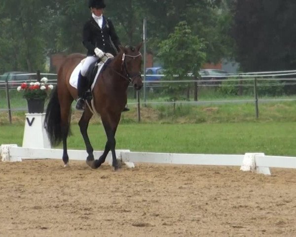 dressage horse WhatsApp (Hanoverian, 2011)