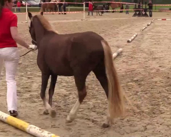 Zuchtstute Salvador's Shannon (Welsh Pony (Sek.B), 2011, von Salvador's Sprig)