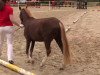 broodmare Salvador's Shannon (Welsh-Pony (Section B), 2011, from Salvador's Sprig)