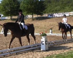 dressage horse Flammenzauber 2 (Trakehner, 2003, from Preussenprinz)