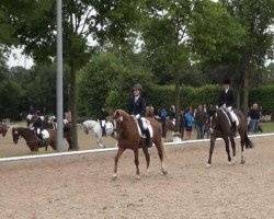 dressage horse Fiara (Westphalian, 2001, from Flucato xx)