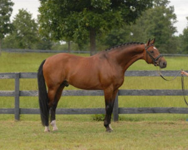 stallion Richman (KWPN (Royal Dutch Sporthorse), 1998, from Mantovani)