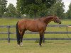 stallion Richman (KWPN (Royal Dutch Sporthorse), 1998, from Mantovani)