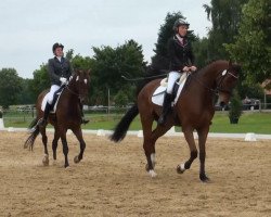 dressage horse Attonitus K (Westphalian, 2009, from Axis TSF)