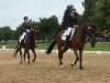 dressage horse Barney 105 (Hanoverian, 2009, from Bertoli W)