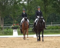 dressage horse Daim 13 (Oldenburg, 2010, from Don Primus)