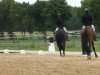 dressage horse Fips B (Westphalian, 2008, from Feinsinn)