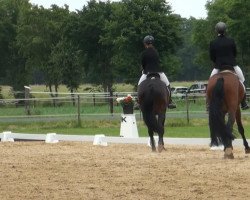 dressage horse Fips B (Westphalian, 2008, from Feinsinn)