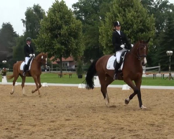 stallion Baloo Byager (Danish Reitpony, 2009, from Hilkens Black Delight)