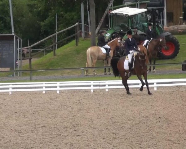 dressage horse Santos 827 (Westphalian, 2009, from Swagman 2)