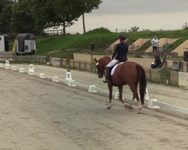 Reitturnier Schülp / Rendsburg 2020
