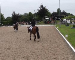 dressage horse Er'da (Westphalian, 2009, from Estobar NRW)