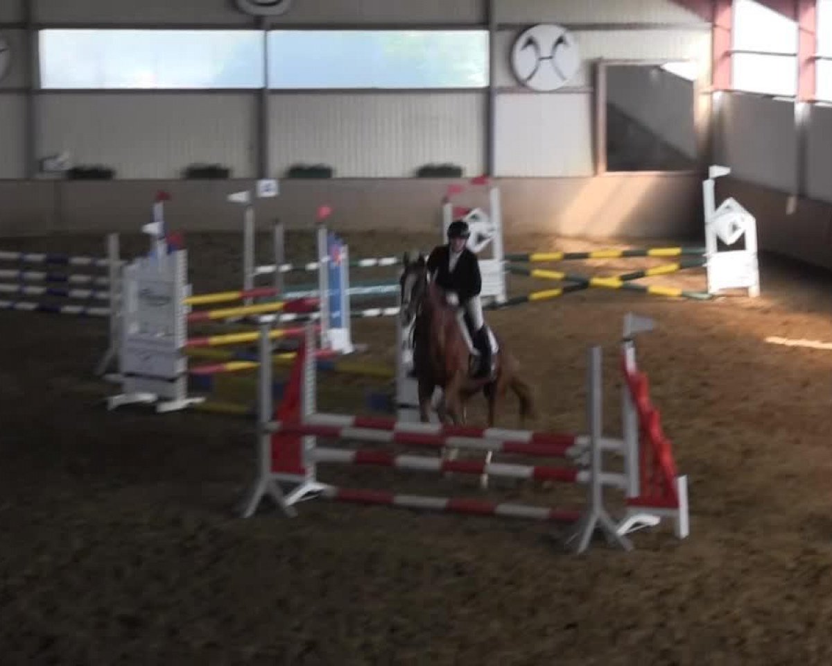 dressage horse Goleo 12 (German Warmblood, 2006, from Top Grissue)