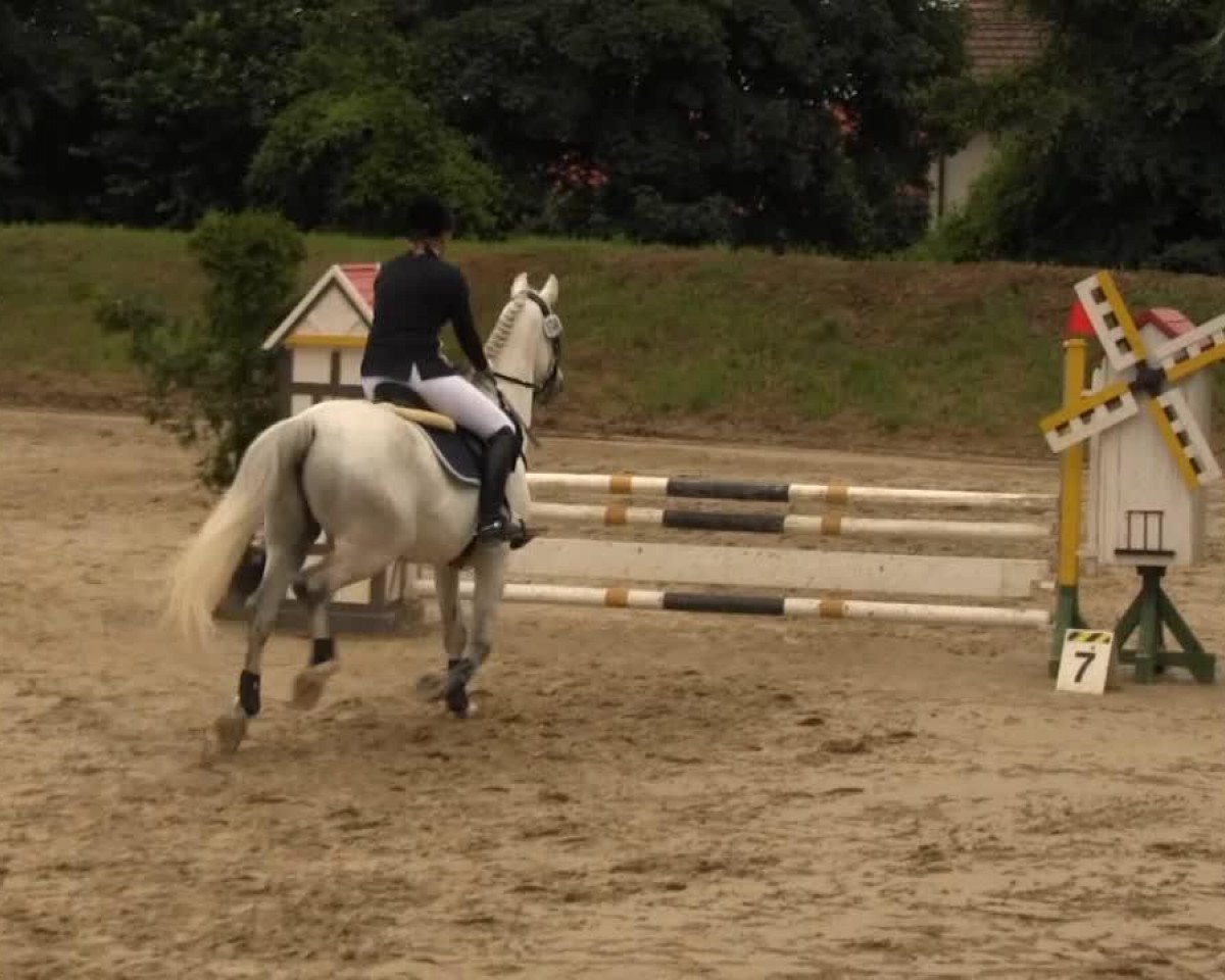 Springpferd Tornado 322 (Polnisches Warmblut, 2002, von Correro)