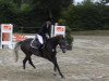 jumper Coocky (Hanoverian, 2010, from Cartani 4)