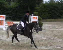 jumper Coocky (Hanoverian, 2010, from Cartani 4)