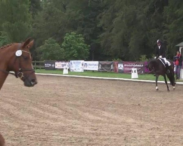 dressage horse Wallona 2 (Hanoverian, 2010, from Weltmeyer)