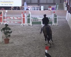 jumper Quick Star 21 (Hanoverian, 2010, from Quintender 2)