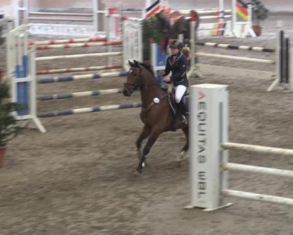 Springpferd Freixenet 72 (Deutsches Reitpony, 2008, von For Kids Only)