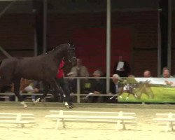 dressage horse Stute von Silbermond (Westphalian, 2011, from Silbermond)