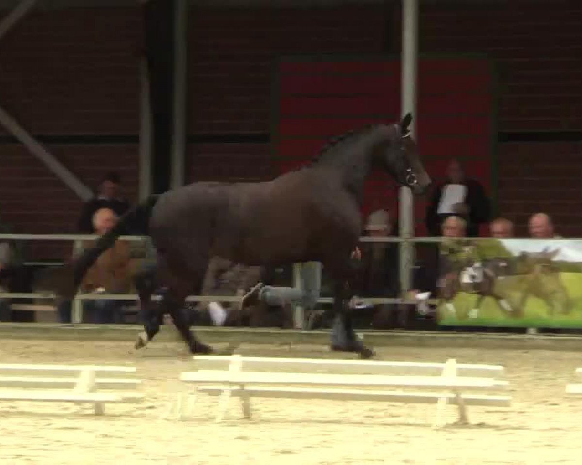 Zuchtstute Stute von Show Star (Westfale, 2011, von Show Star)