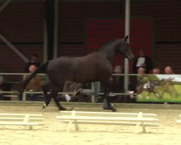 broodmare Stute von Show Star (Westphalian, 2011, from Show Star)