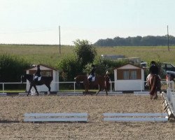 dressage horse Orlando 280 (Andalusier, 2004, from Cisne Negro 1)