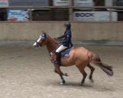 Springpferd Sandy Cay (Schweres Warmblut, 2009, von Dee Jost van Dyke)