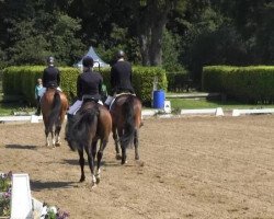 dressage horse Penhaligon's Juniper (Westphalian, 2010, from Starnberg)