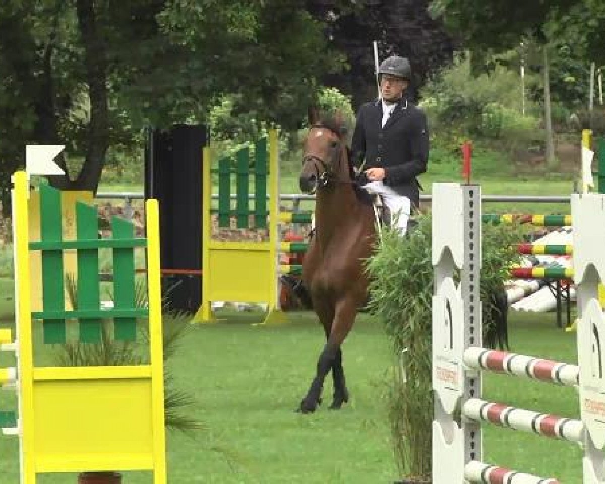 broodmare Clementine 42 (Holsteiner, 2008, from Clearway)