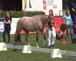 Hesselteichs Galatea (German Riding Pony, 2011, of Gandalf)