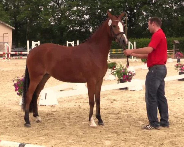 Pferd Miranda (Deutsches Reitpony, 2011)