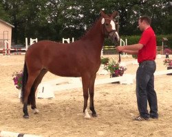 Pferd Miranda (Deutsches Reitpony, 2011)