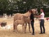 dressage horse Delajo DH (German Riding Pony, 2014, from Dimension AT NRW)