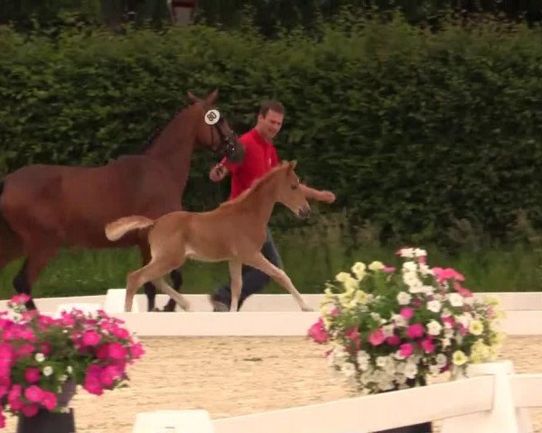 dressage horse Classic Queen 5 (German Riding Pony, 2014, from Top Christobell)