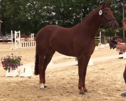 dressage horse Edda (Westphalian, 2011, from Ehrentanz I)