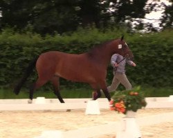 Springpferd Stute von Balous Bellini (Westfale, 2011, von Balous Bellini)