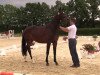 dressage horse Shiquitita FB (Westphalian, 2011, from Show Star)