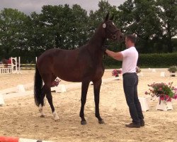 dressage horse Shiquitita FB (Westphalian, 2011, from Show Star)