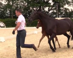 dressage horse Stute von Serafino (Westphalian, 2014, from Serafino 32)