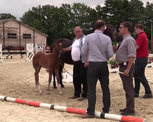 dressage horse Hengst von Best of Gold (Westphalian, 2014, from Best of Gold)