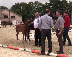 dressage horse Hengst von Best of Gold (Westphalian, 2014, from Best of Gold)