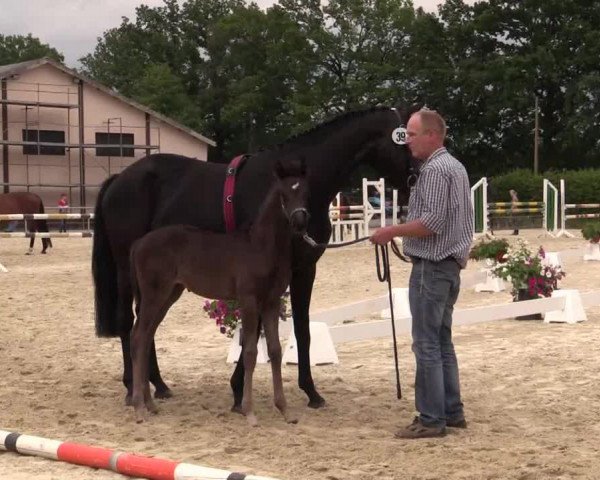 dressage horse Santolina (Westphalian, 2014, from Sir Heinrich OLD)