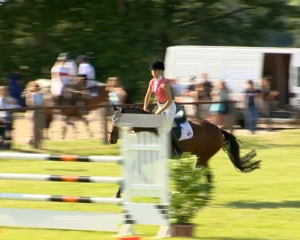 jumper Konnie 2 (German Riding Pony, 2010, from Chantre 31)