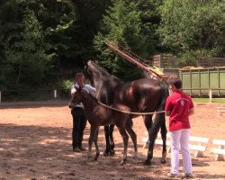 dressage horse Escowell (Westphalian, 2014, from Escolar)